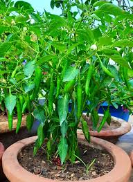 Green chilli plant