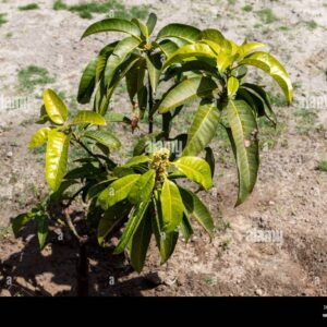 mango plant